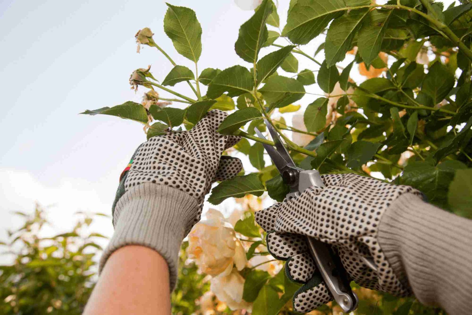 Ornamental Pruning in Cook County, IL